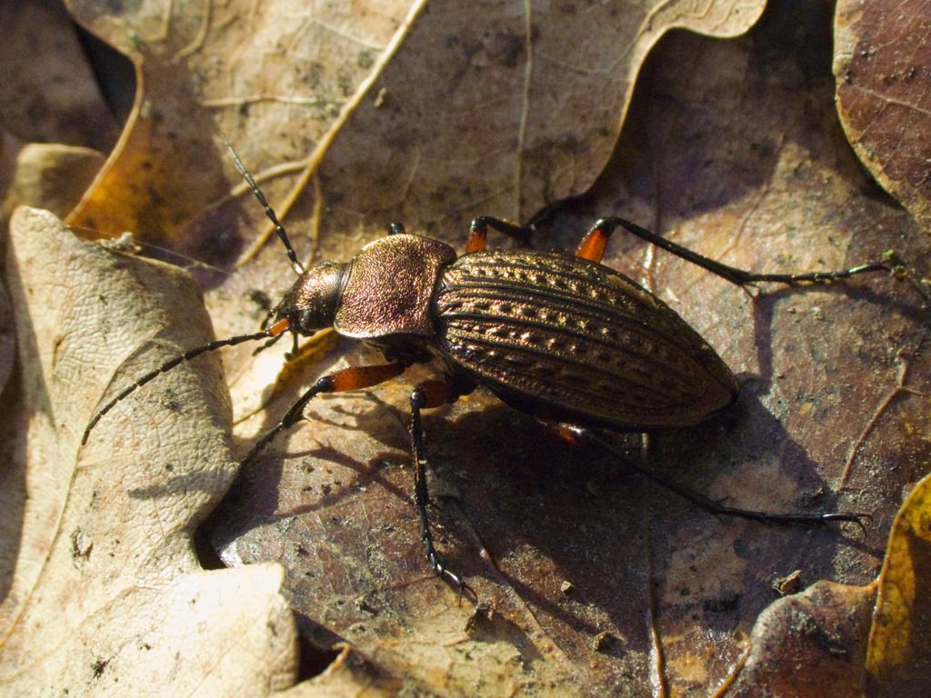 cancellatus Illiger, 1798